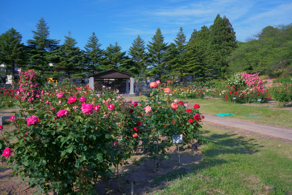 日本国花苑の写真5