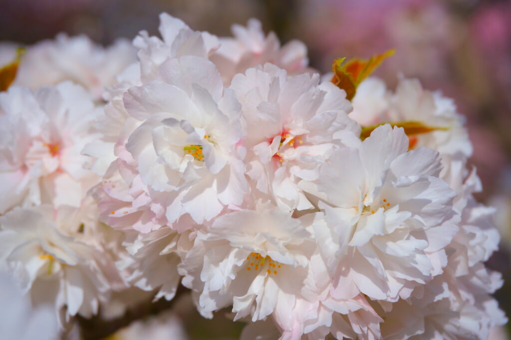 日本国花苑の写真8