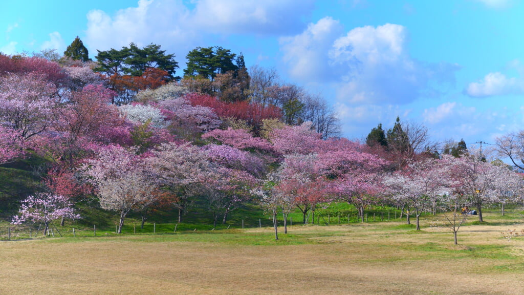 日本国花苑の写真12