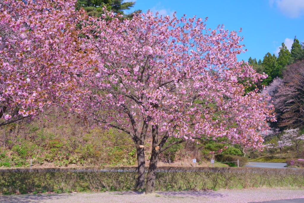 日本国花苑の写真13