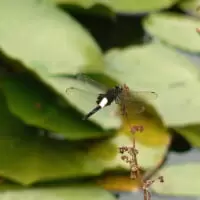 打上川治水緑地