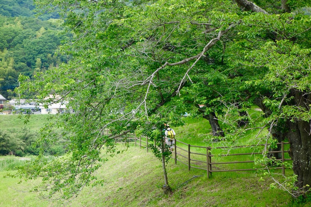 狩野川さくら公園の写真5