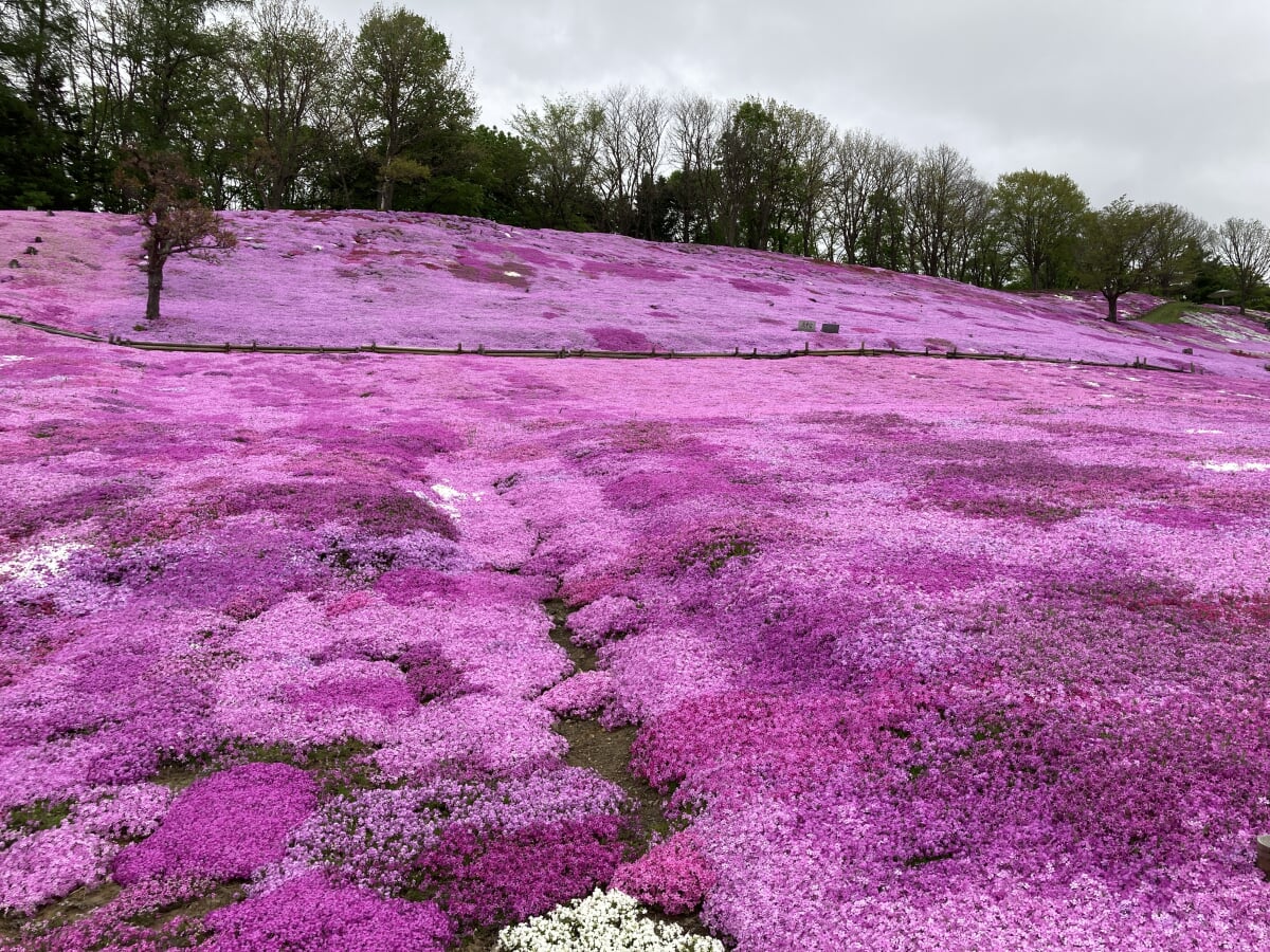 太陽の丘えんがる公園の写真3