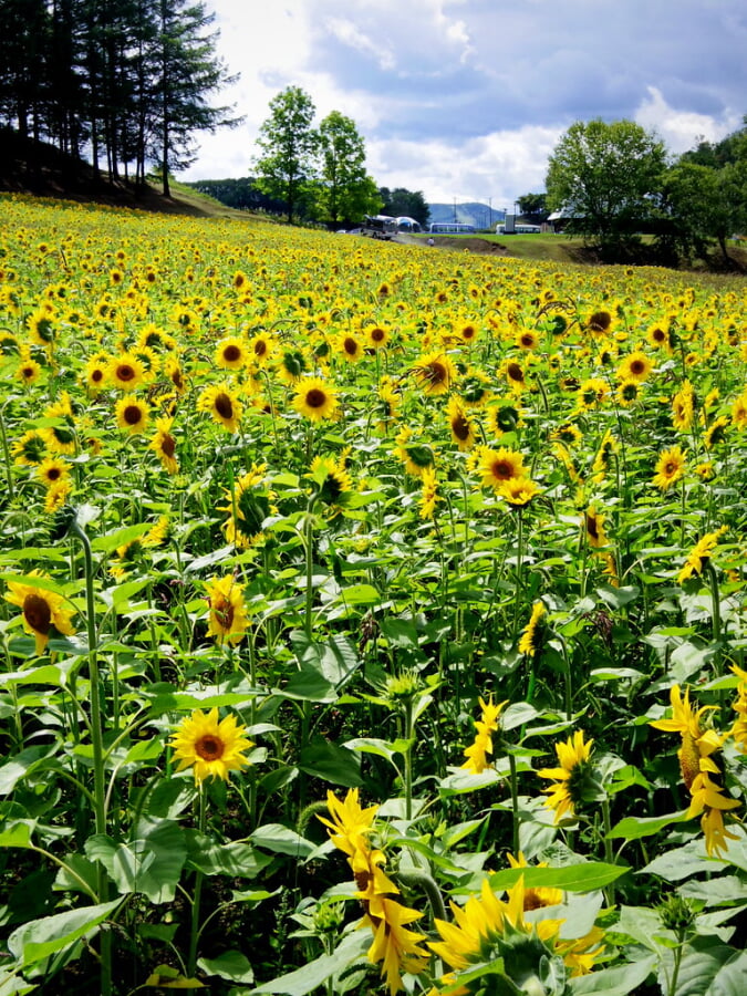太陽の丘えんがる公園の写真4