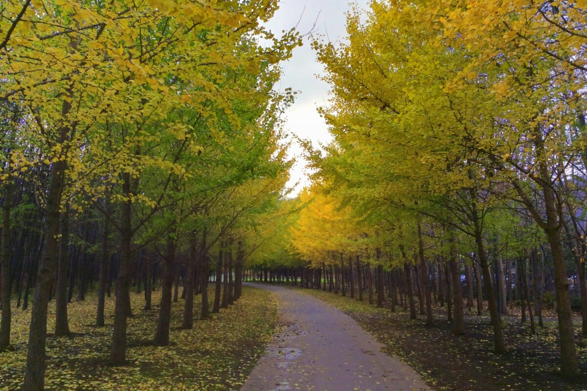 星観緑地の写真2