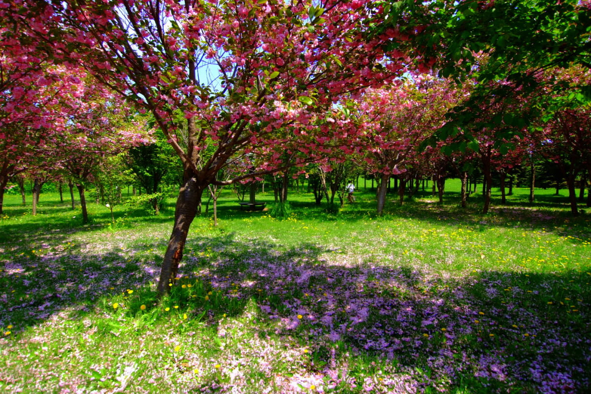 星観緑地の写真3