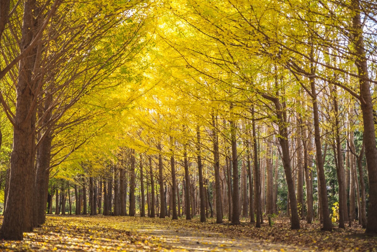 星観緑地の写真10