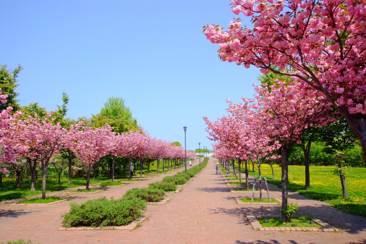 星観緑地の写真13