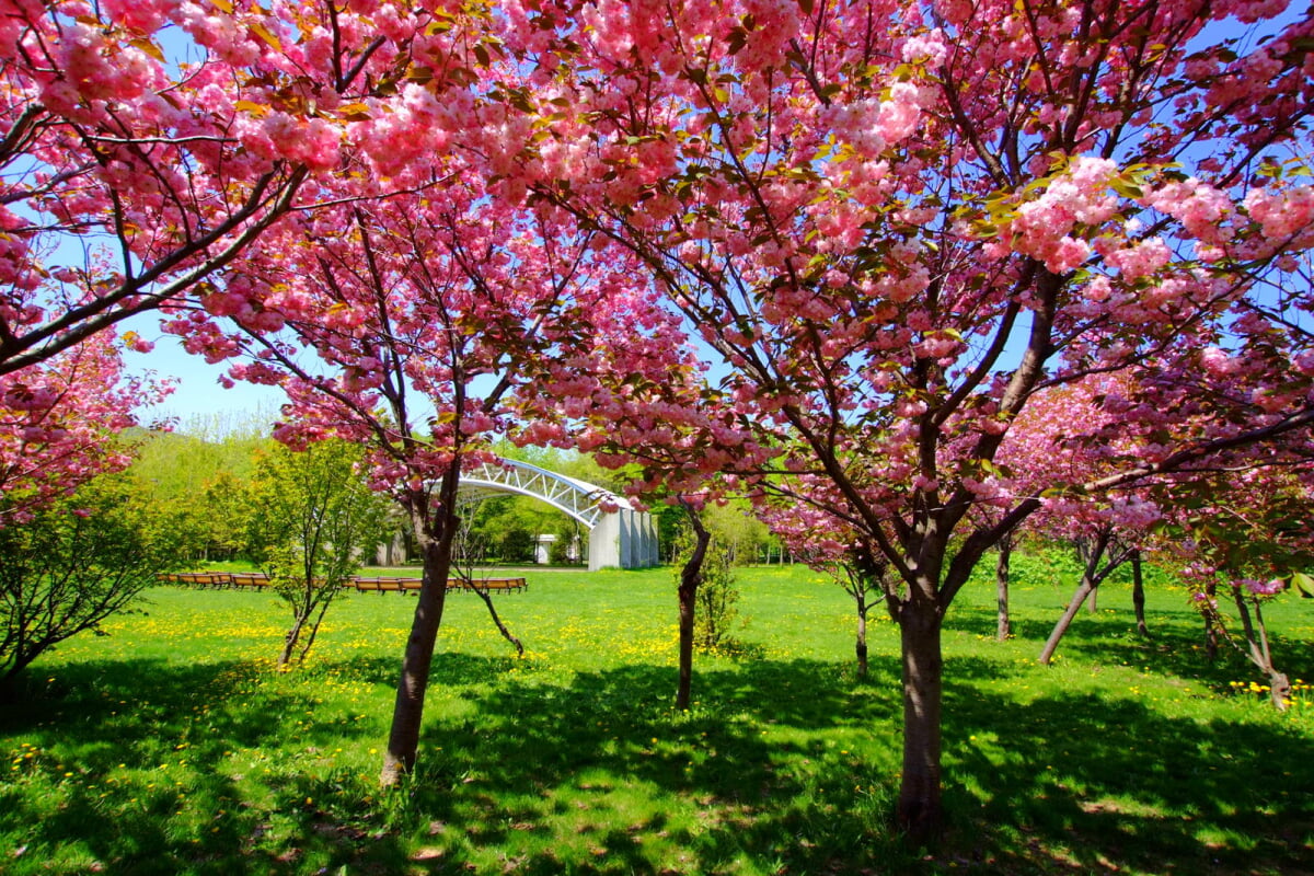 星観緑地の写真14