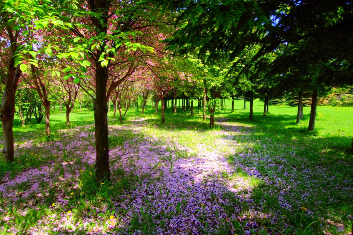 星観緑地の写真17