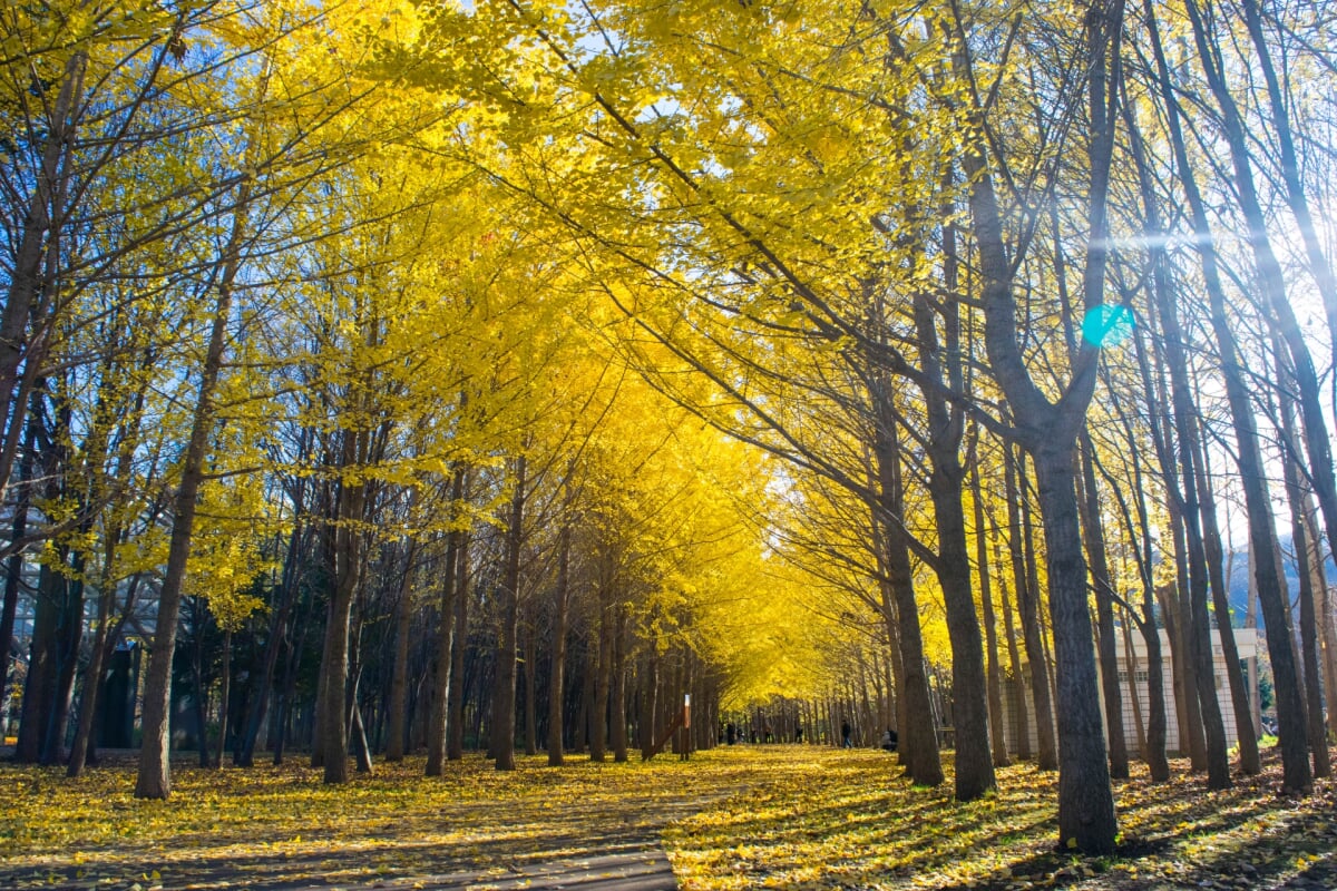 星観緑地の写真18
