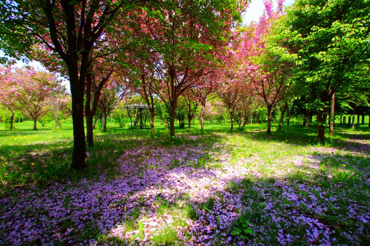 星観緑地の写真23