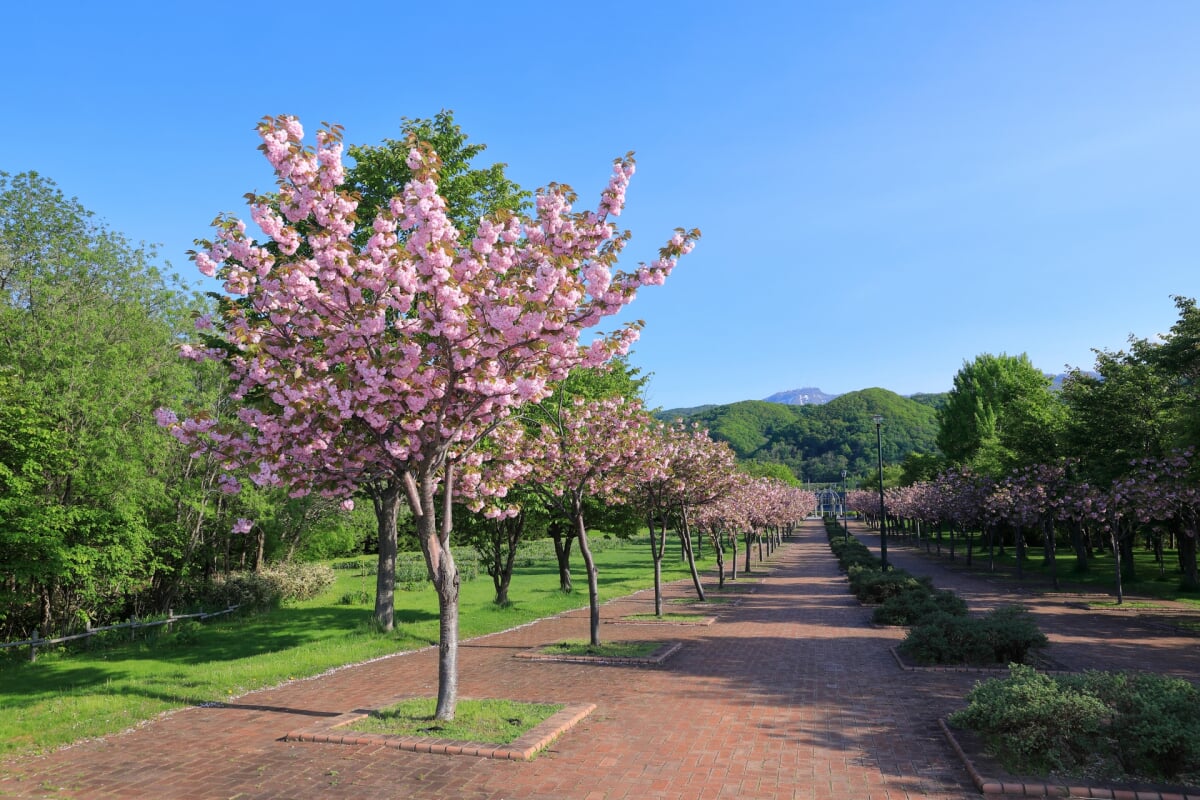 星観緑地の写真25