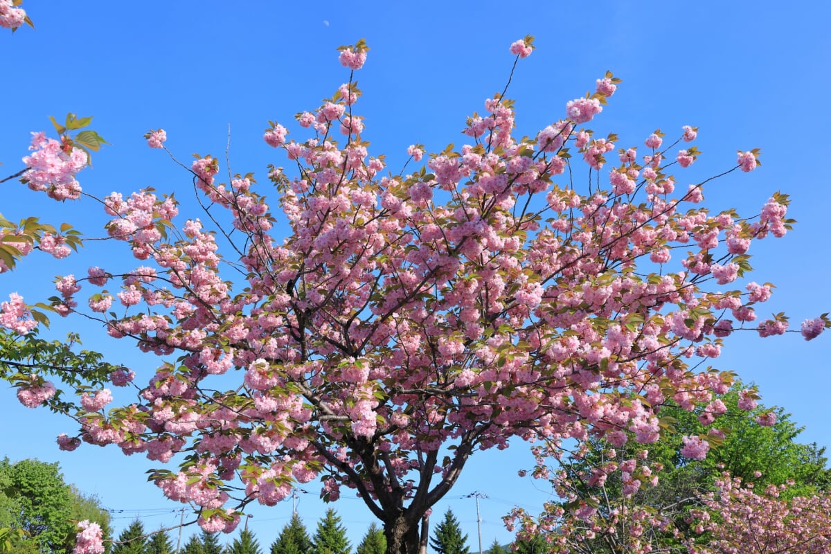 星観緑地の写真26
