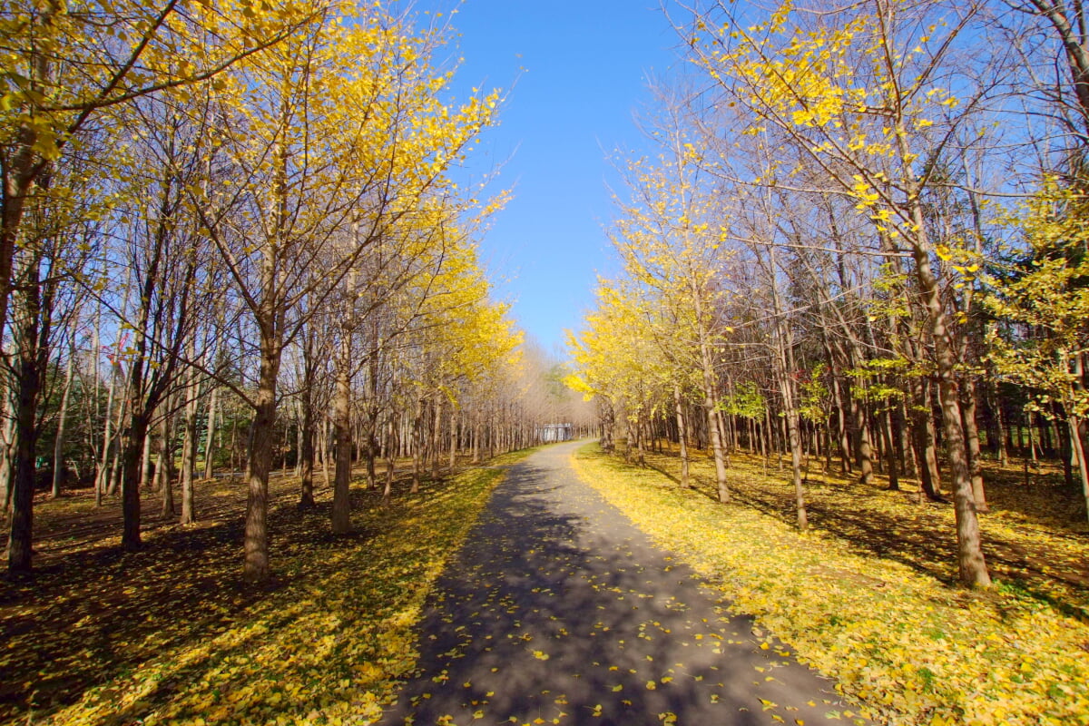 星観緑地の写真27