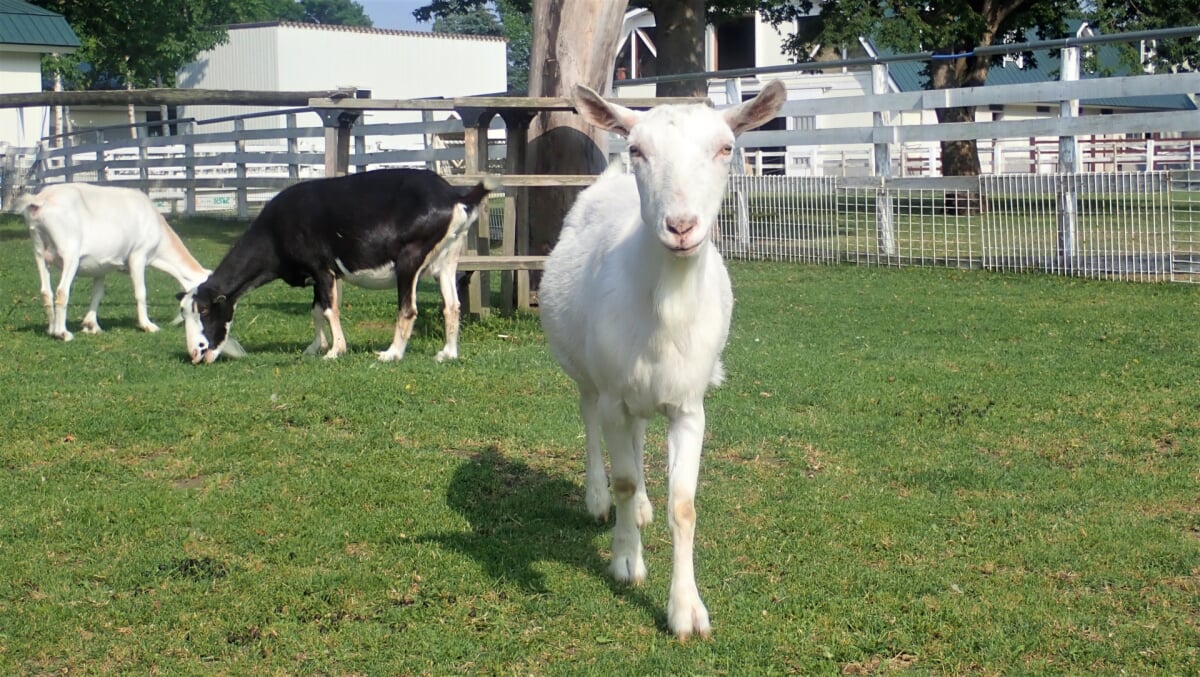 サッポロさとらんど ミルクの郷の写真3