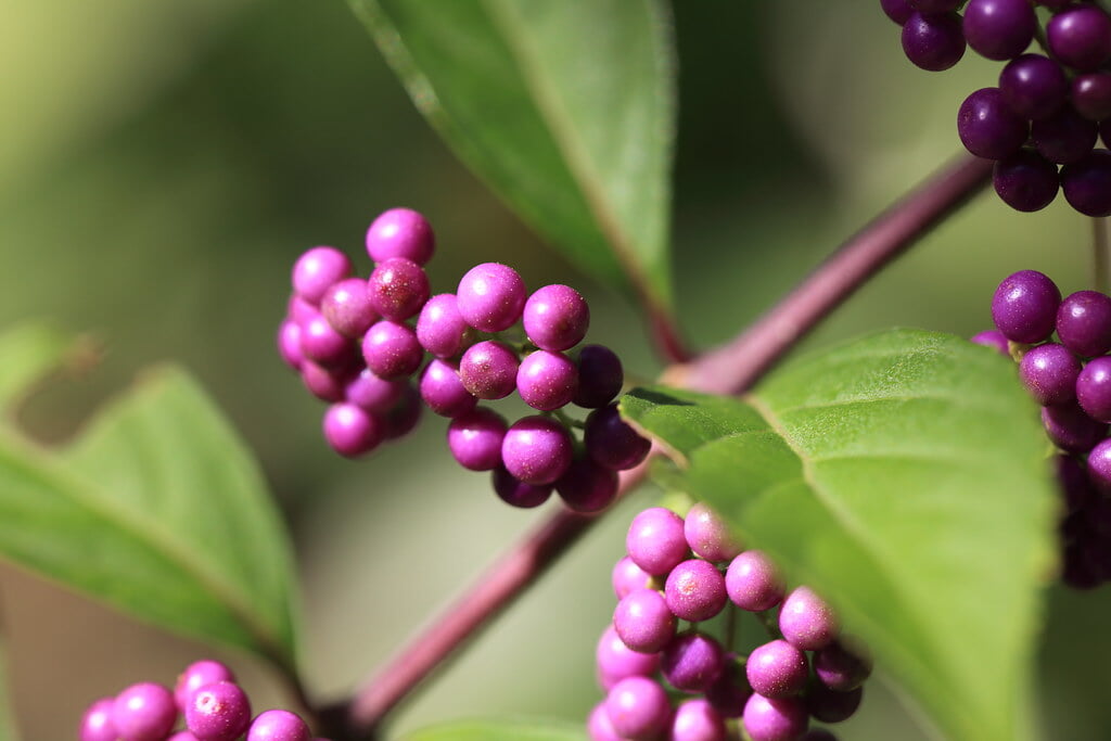 フローラルガーデンおぶせの写真2