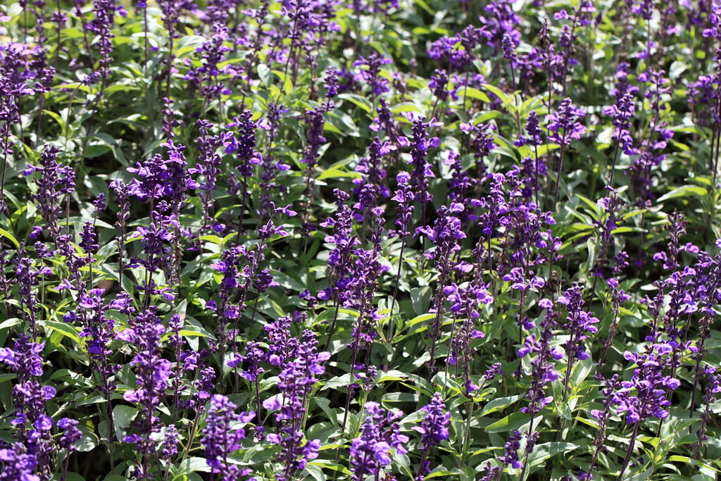 フローラルガーデンおぶせの写真3