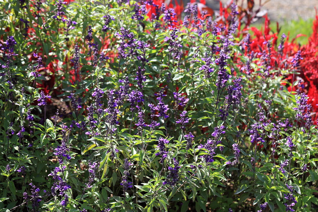 フローラルガーデンおぶせの写真4