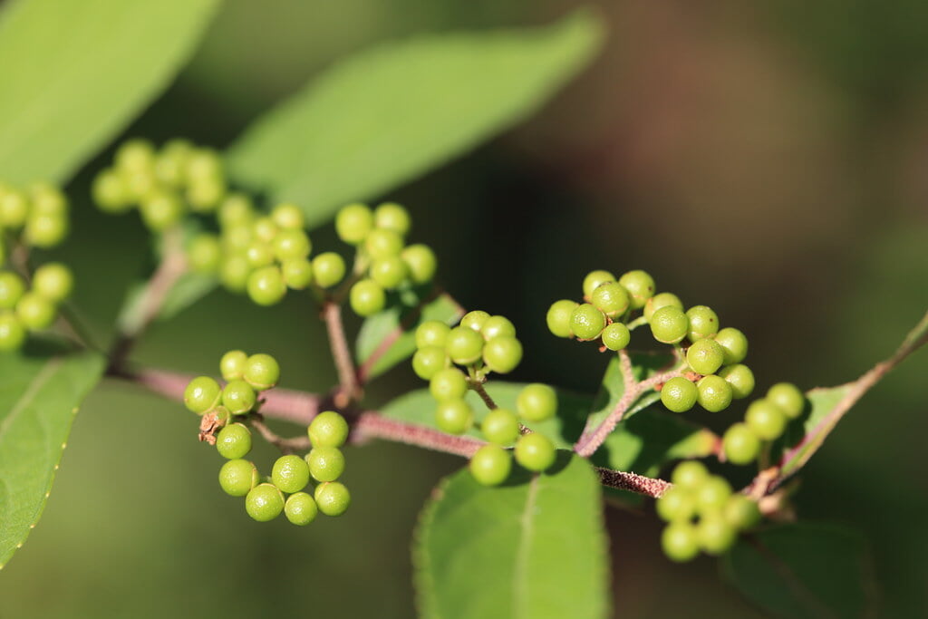フローラルガーデンおぶせの写真5