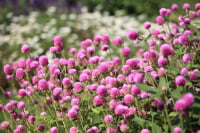 フローラルガーデンおぶせ