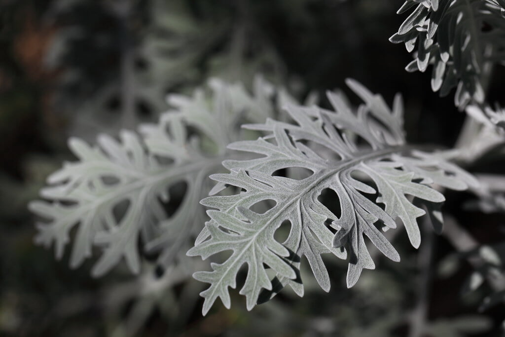 フローラルガーデンおぶせの写真6