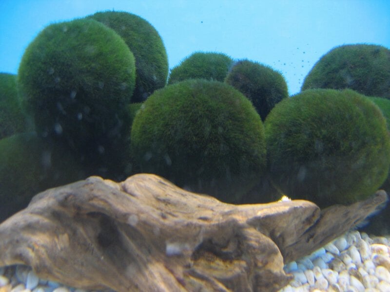 阿寒湖畔エコミュージアムセンターの写真1