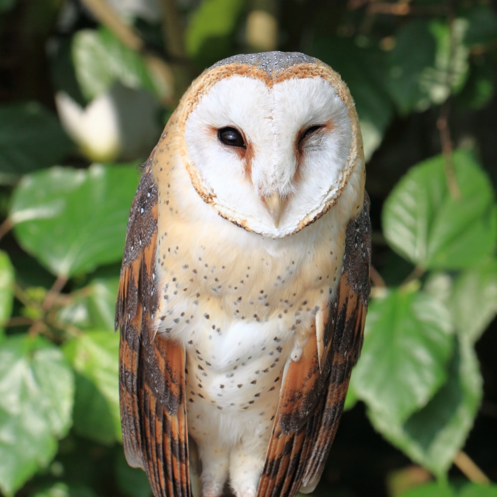掛川花鳥園の写真3