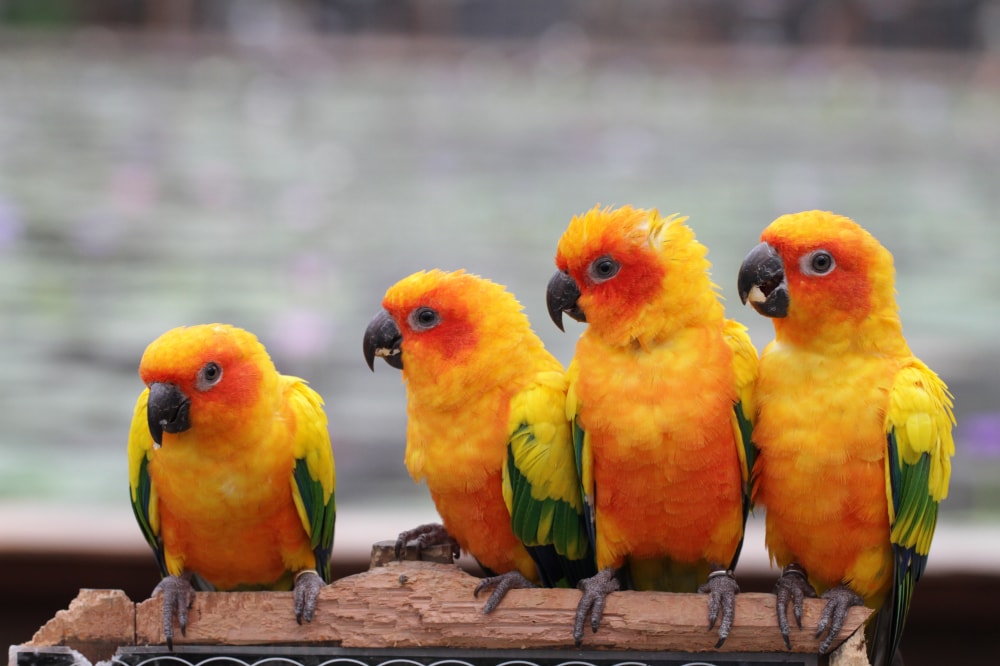 掛川花鳥園の写真4