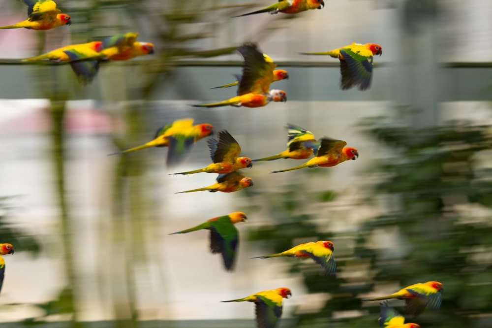 掛川花鳥園の写真5