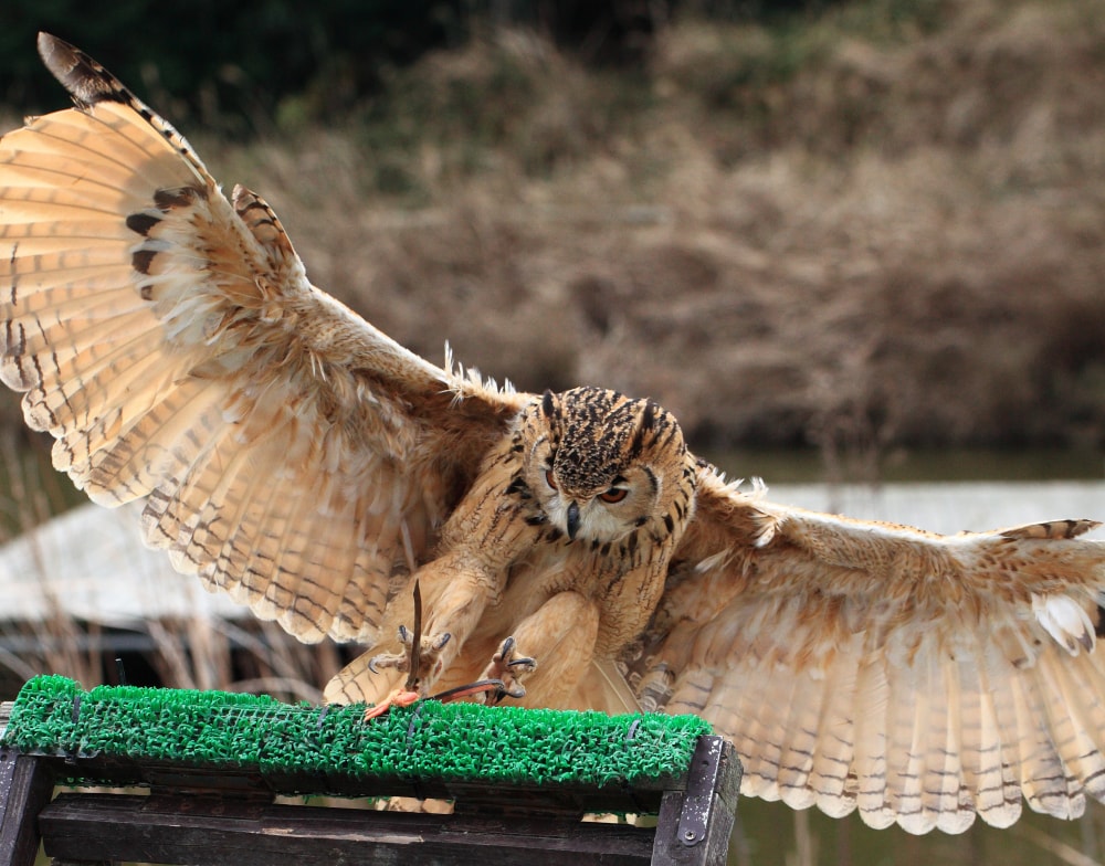 掛川花鳥園の写真7