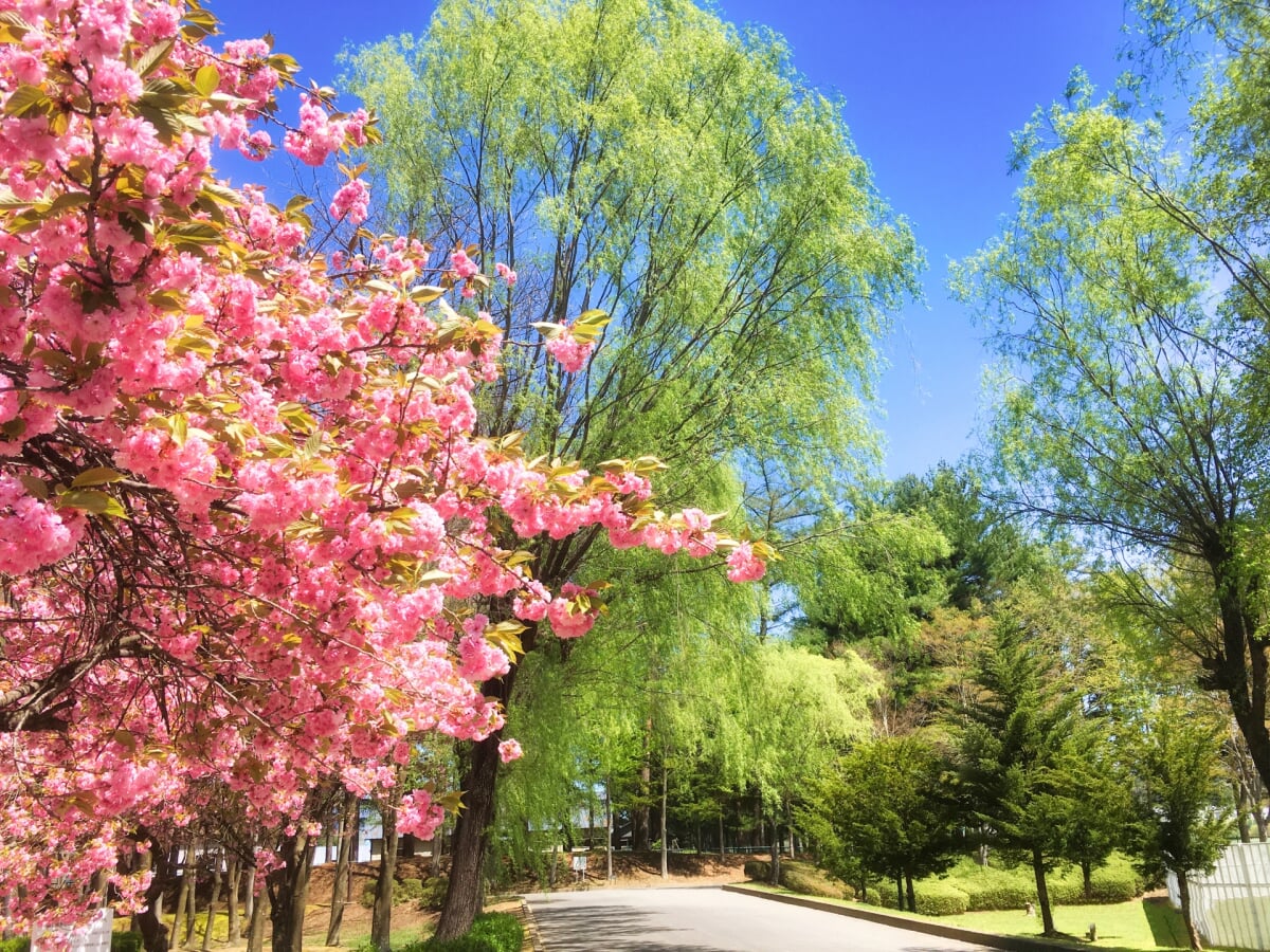 駒場公園の写真1