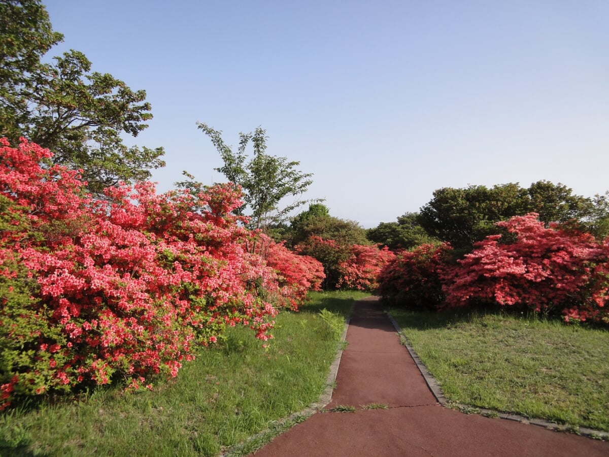 恵山つつじ公園の写真2