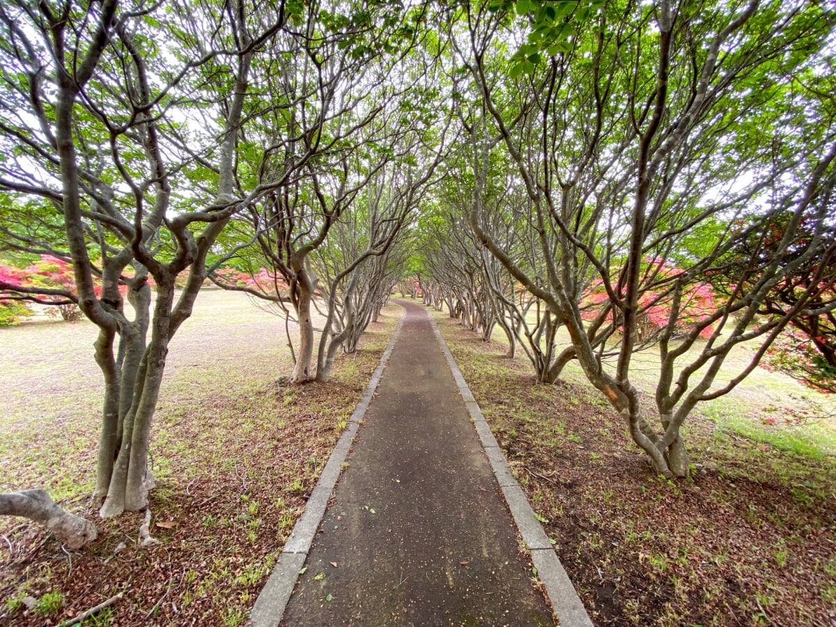 恵山つつじ公園の写真3
