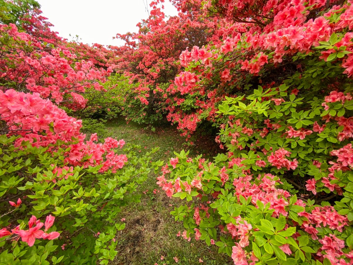 恵山つつじ公園の写真5