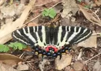 ながら川ふれあいの森