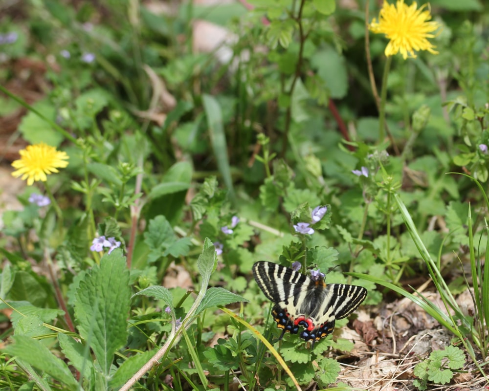ながら川ふれあいの森の写真2