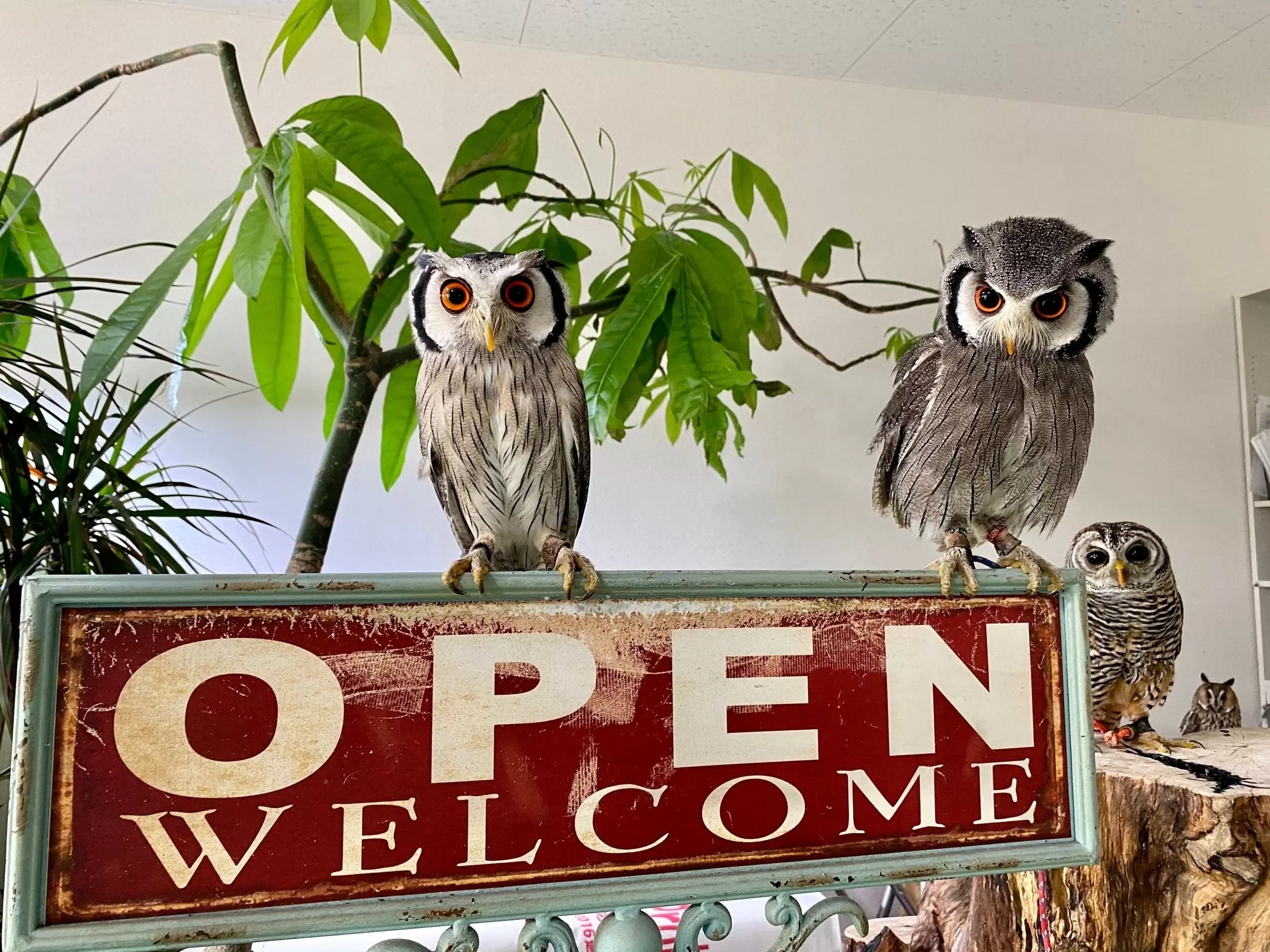 raptorland Shovelの写真1