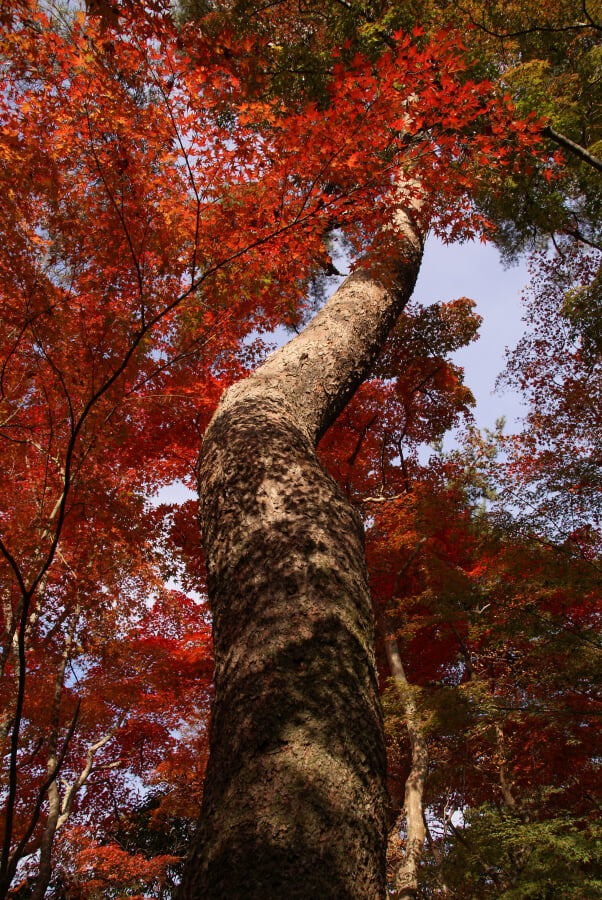瑞宝寺公園の写真2