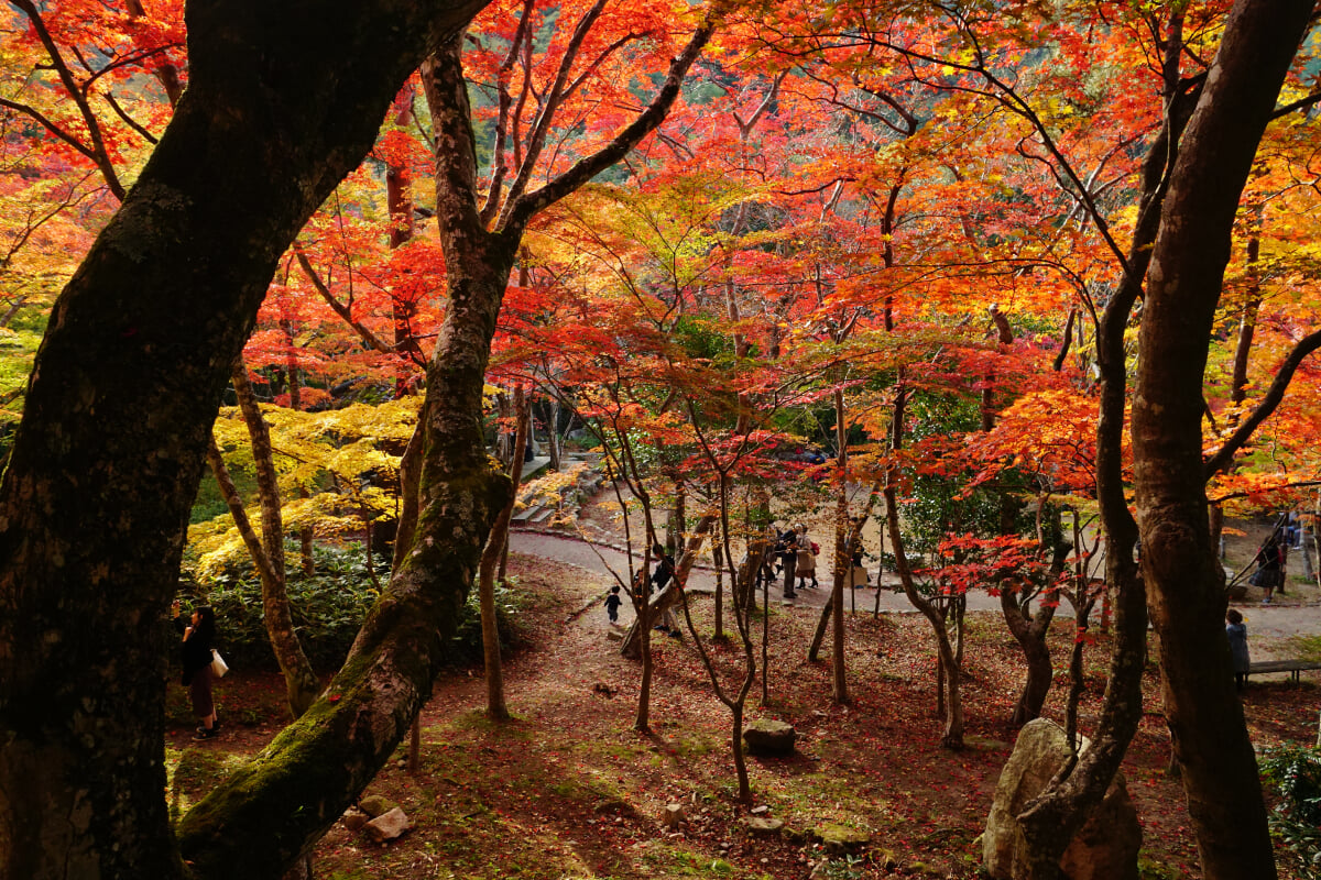 瑞宝寺公園の写真12