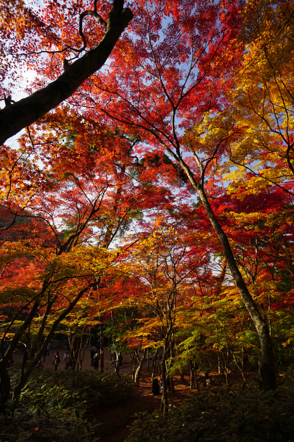 瑞宝寺公園の写真17