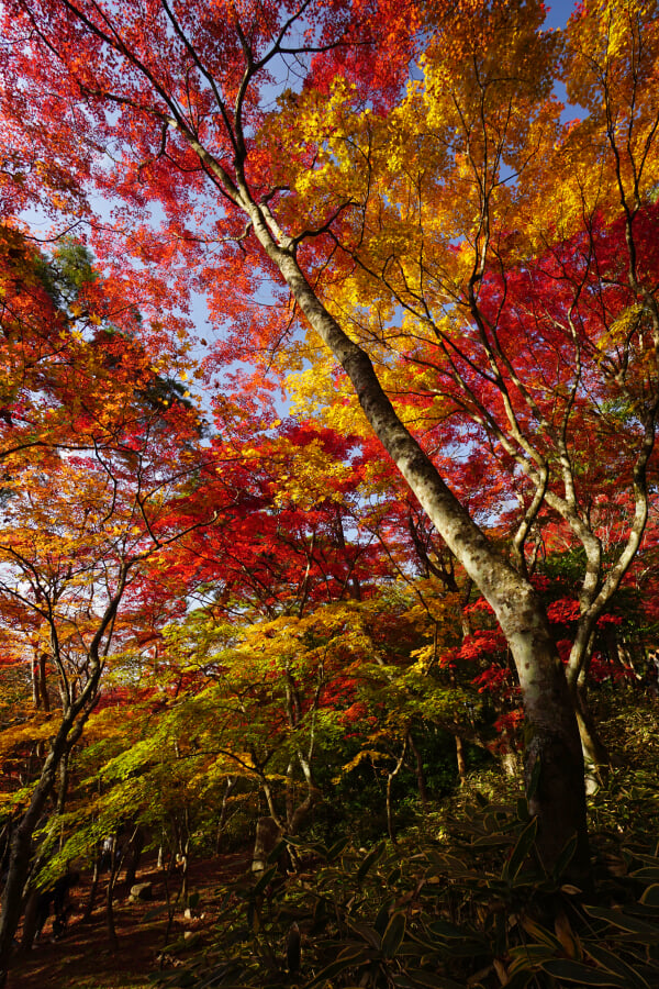 瑞宝寺公園の写真19
