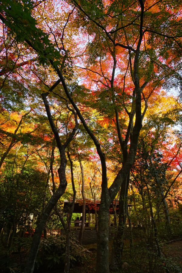 瑞宝寺公園の写真20
