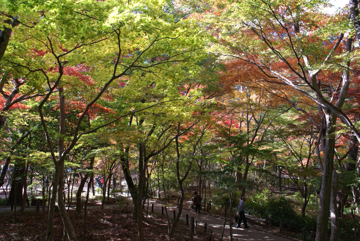 瑞宝寺公園の写真22