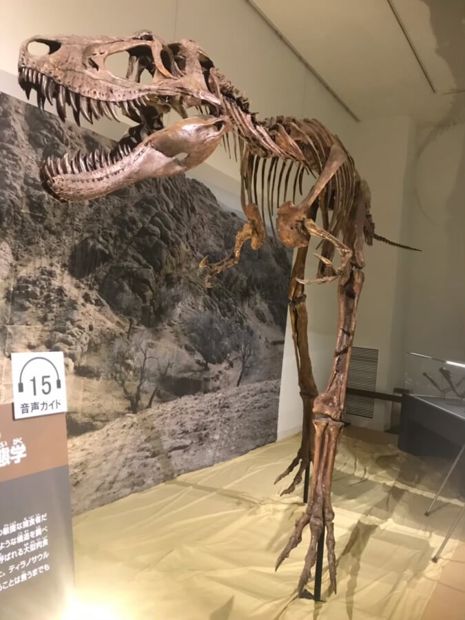 岡山シティミュージアムの写真3