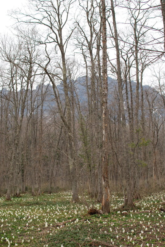 戸隠森林植物園の写真3