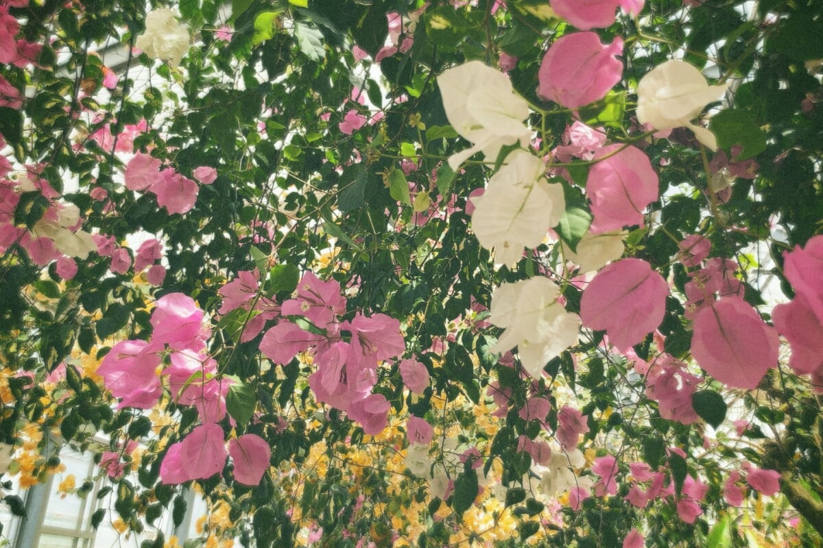 西島園芸団地の写真1