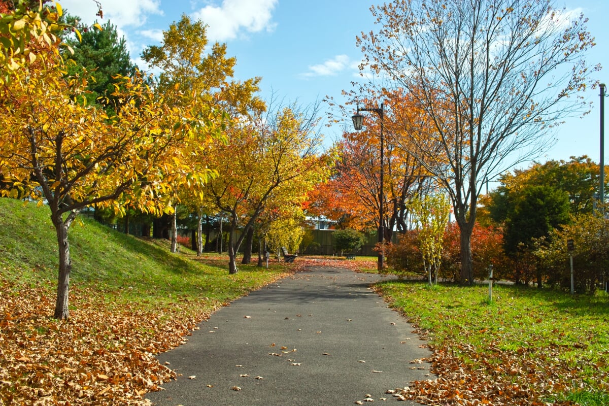 西桔梗公園の写真3