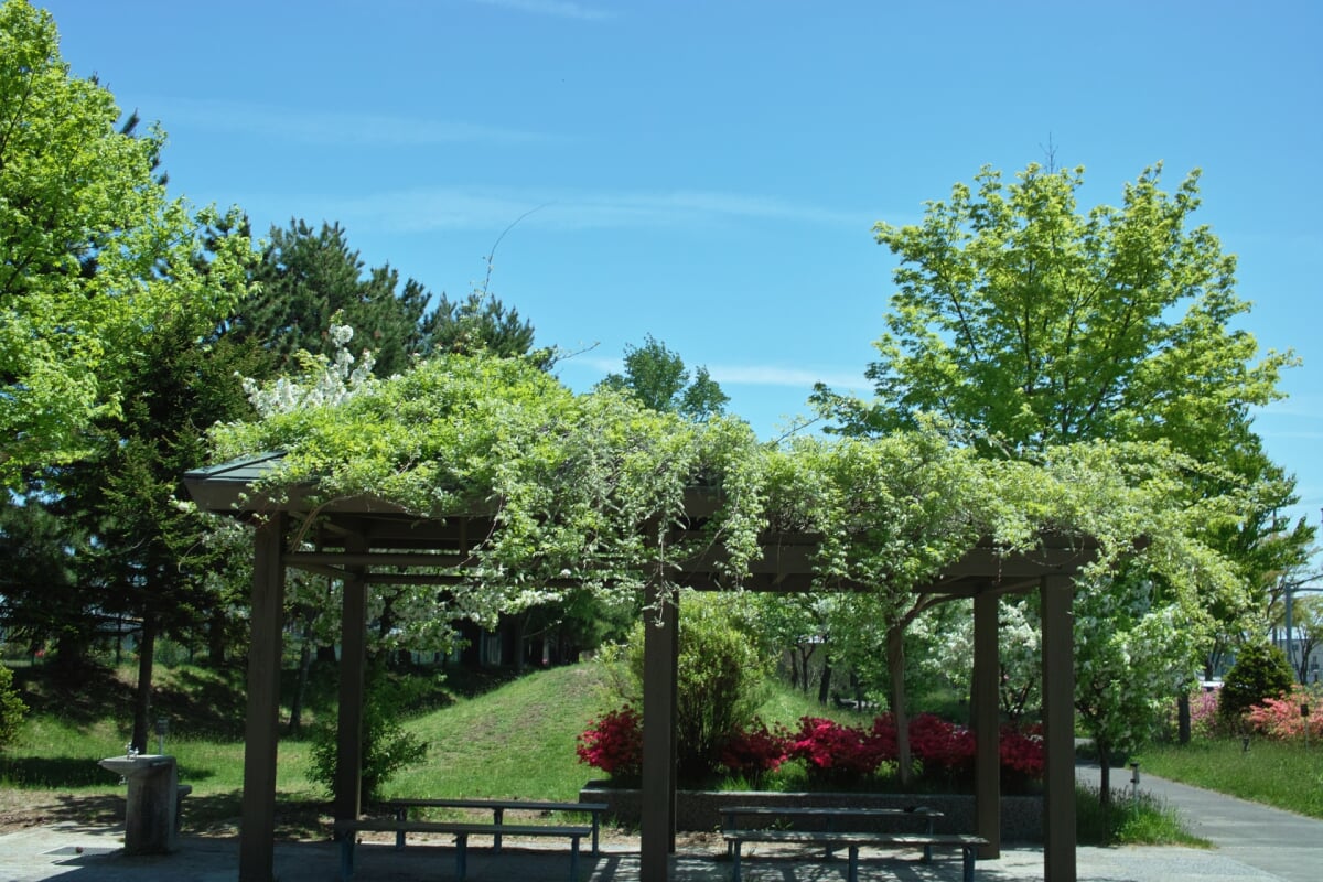 西桔梗公園の写真7