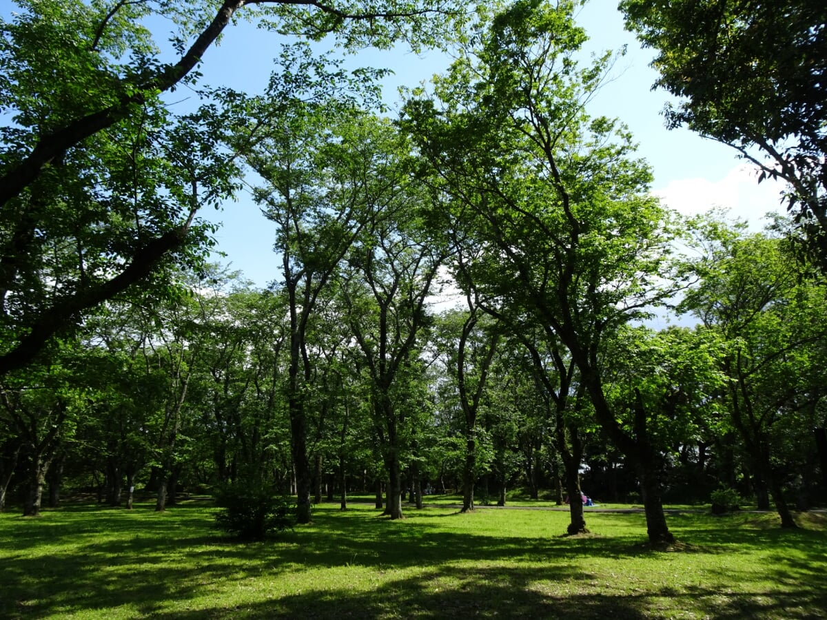 佐倉城址公園の写真5